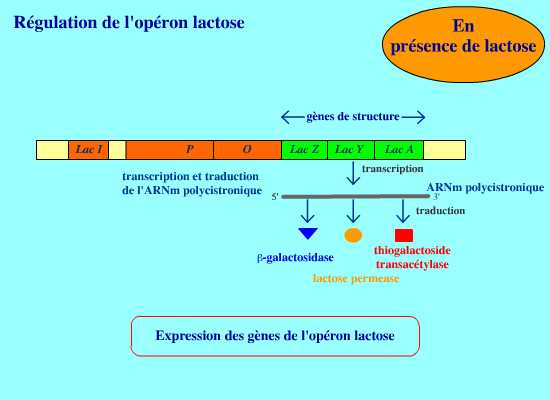 BIOLOGIE MOLECULAIRE (cours) Sans-titre-346