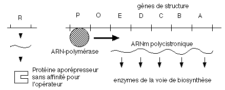 BIOLOGIE MOLECULAIRE (cours) Sans-titre-349