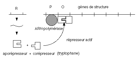 BIOLOGIE MOLECULAIRE (cours) Sans-titre-350