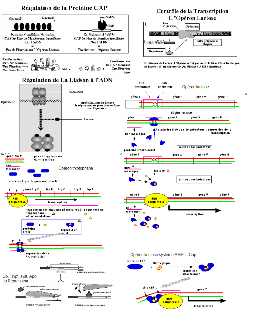 BIOLOGIE MOLECULAIRE (cours) Sans-titre-351