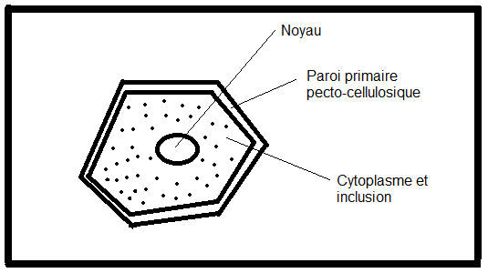 La cellule végétale Sans-titre-353