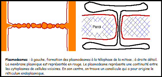 La cellule végétale Sans-titre-358