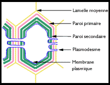 La cellule végétale Sans-titre-361