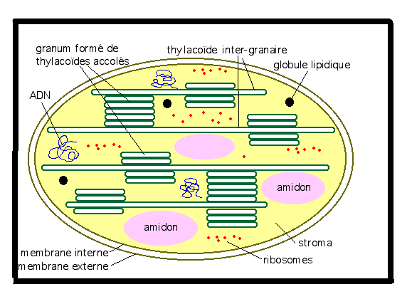 La cellule végétale Sans-titre-364