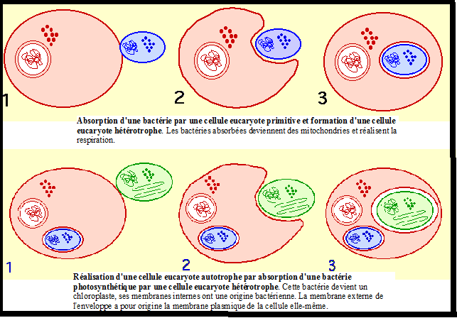 La cellule végétale Sans-titre-367