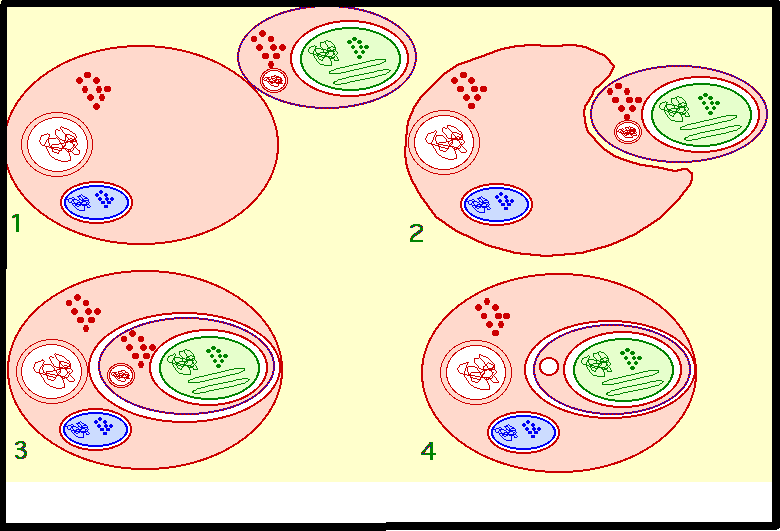 La cellule végétale Sans-titre-368