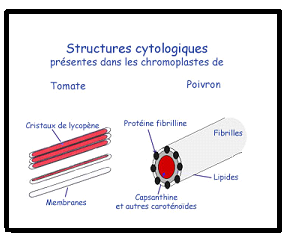 La cellule végétale Sans-titre-371