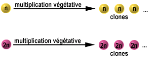 La cellule végétale Sans-titre-374