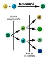 La cellule végétale Sans-titre-380