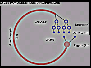 La cellule végétale Sans-titre-381