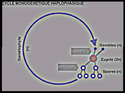 La cellule végétale Sans-titre-382