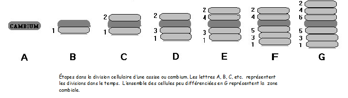 HISTOLOGIE VEGETALE Sans-titre-385