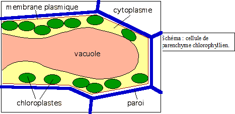 HISTOLOGIE VEGETALE Sans-titre-389