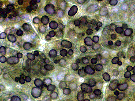 HISTOLOGIE VEGETALE Sans-titre-390