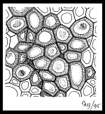 HISTOLOGIE VEGETALE Sans-titre-393