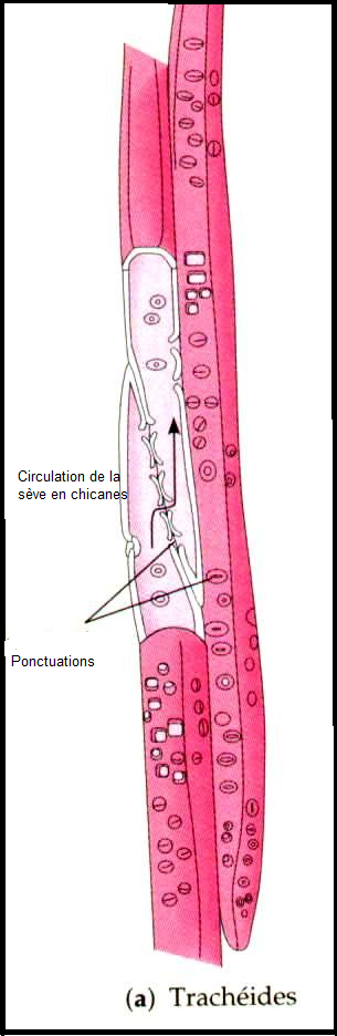 HISTOLOGIE VEGETALE Sans-titre-395