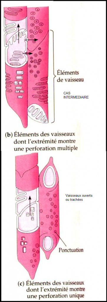 HISTOLOGIE VEGETALE Sans-titre-396