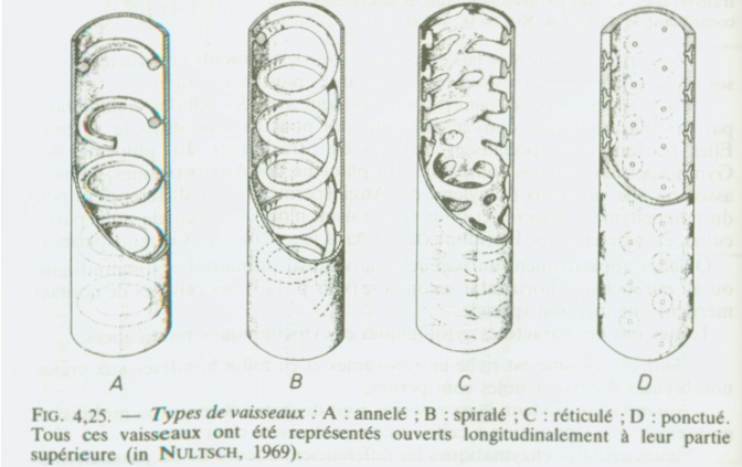 HISTOLOGIE VEGETALE Sans-titre-400