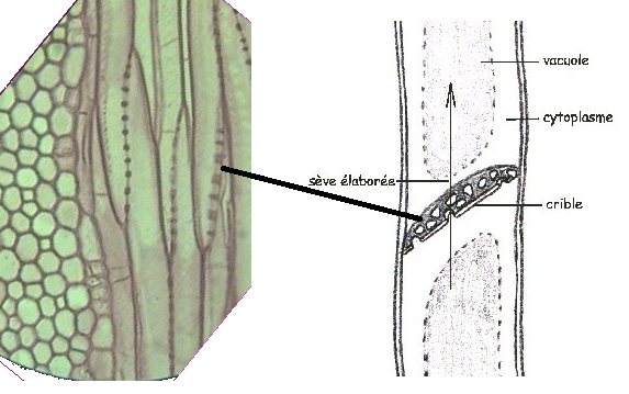 HISTOLOGIE VEGETALE Sans-titre-402