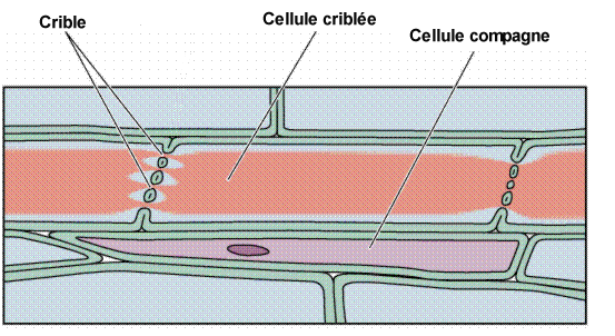 HISTOLOGIE VEGETALE Sans-titre-404