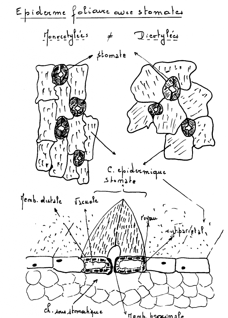 HISTOLOGIE VEGETALE Sans-titre-405