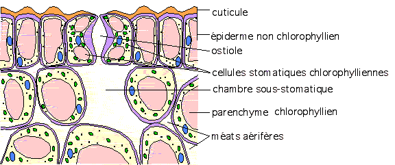 HISTOLOGIE VEGETALE Sans-titre-406