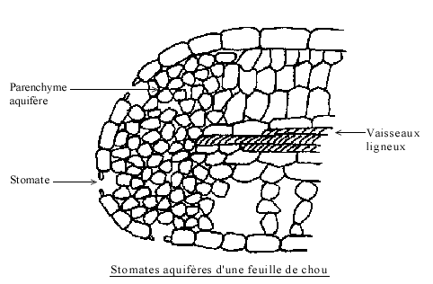 HISTOLOGIE VEGETALE Sans-titre-409