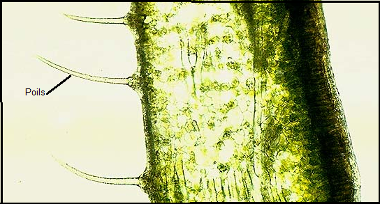 HISTOLOGIE VEGETALE Sans-titre-410