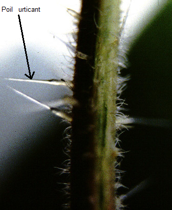 HISTOLOGIE VEGETALE Sans-titre-411