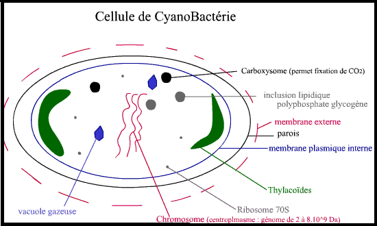 Cyanobactéries Sans-titre-418