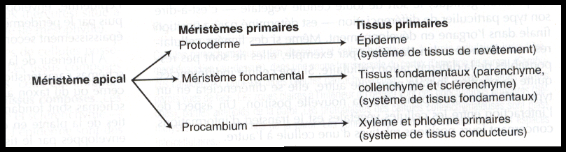 ANATOMIE DES PHANEROGAMES  Sans-titre-565