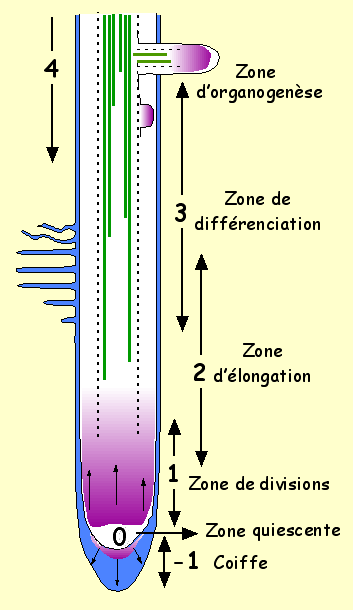 ANATOMIE DES PHANEROGAMES  Sans-titre-573