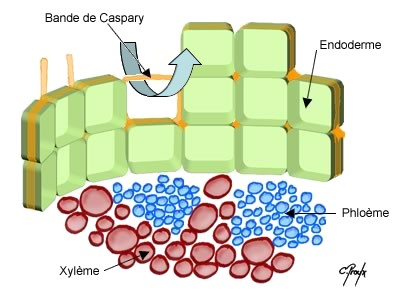 ANATOMIE DES PHANEROGAMES  Sans-titre-577