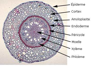 ANATOMIE DES PHANEROGAMES  Sans-titre-581