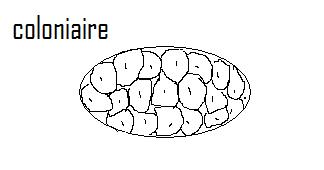 Classification.générale (cours) Sans-titre-96