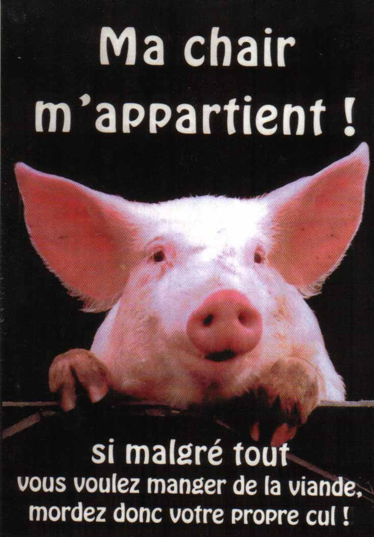 des autocollants pour la lutte animale Cochon