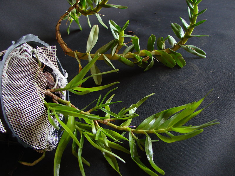 Angraecum conchoglossum DSC00718