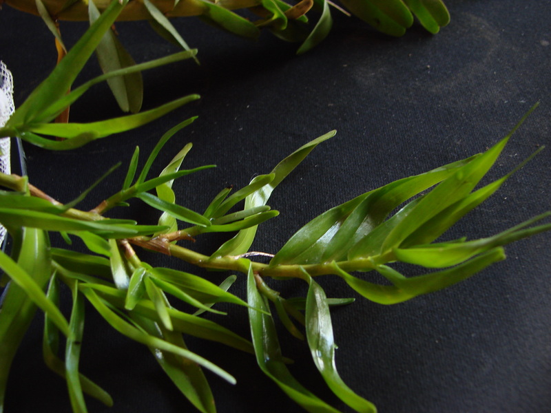 Angraecum conchoglossum DSC00719