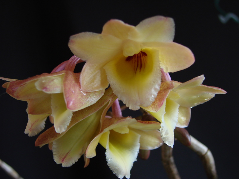 Dendrobium lampongense DSC00724