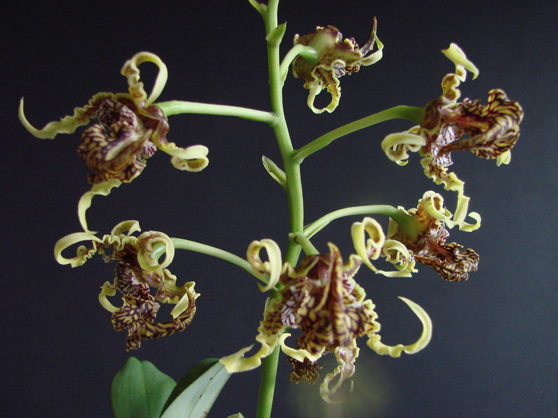 Dendrobium spectabile DSC00741