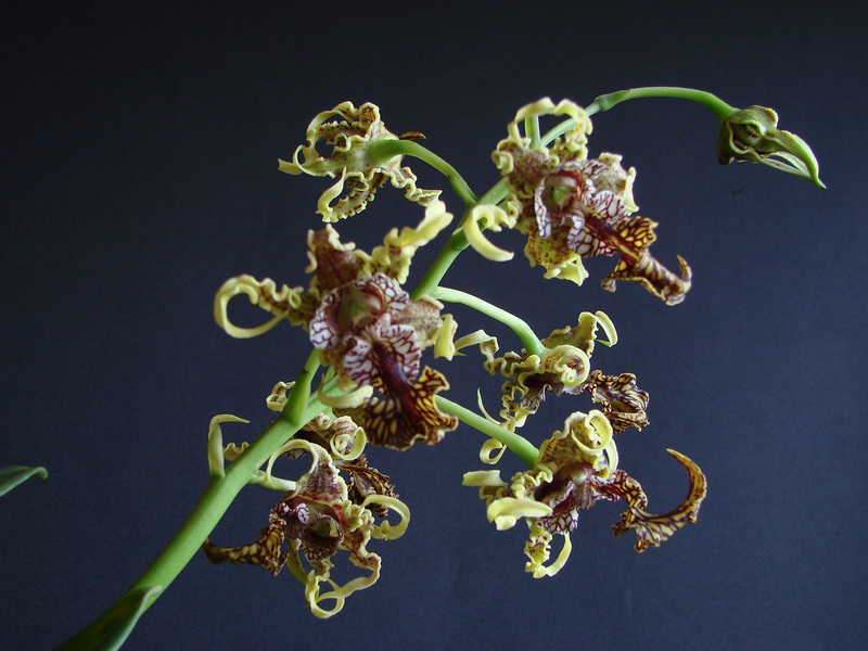 Dendrobium spectabile DSC00746