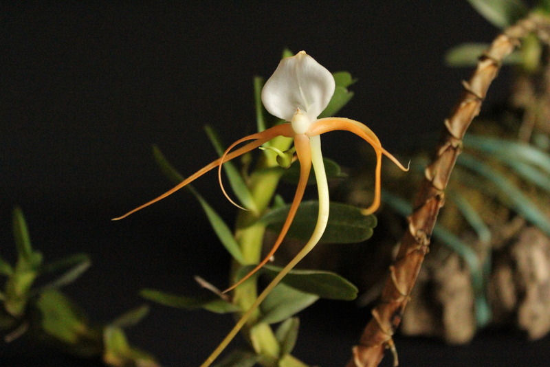 Angraecum conchoglossum IMG_0054