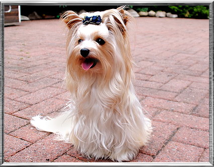 puede un yorkie ser blanco