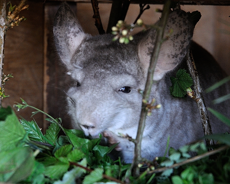 Chinchillabilder auf Wunsch ...  20130424Unice05