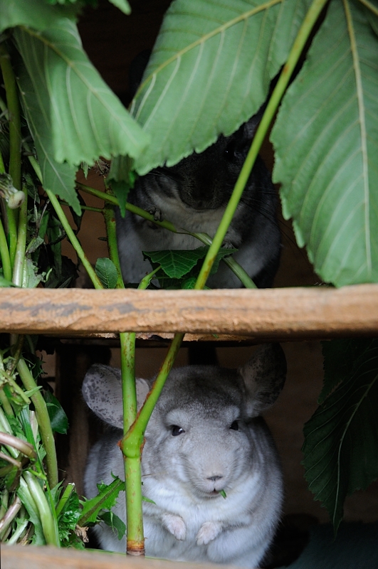 Chinchillabilder auf Wunsch ...  20130519Unice03