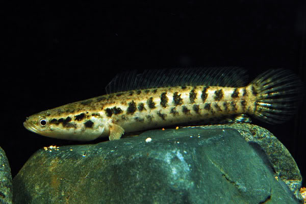 Όλα τα είδη Channa(Snakehead) με αναλυτικά προφίλ. Channa%20panaw