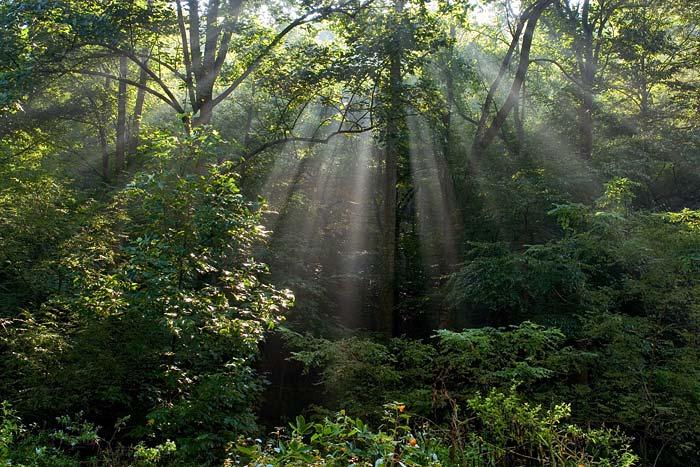 اشعة الشمس الجميلة. Sun-rays-3