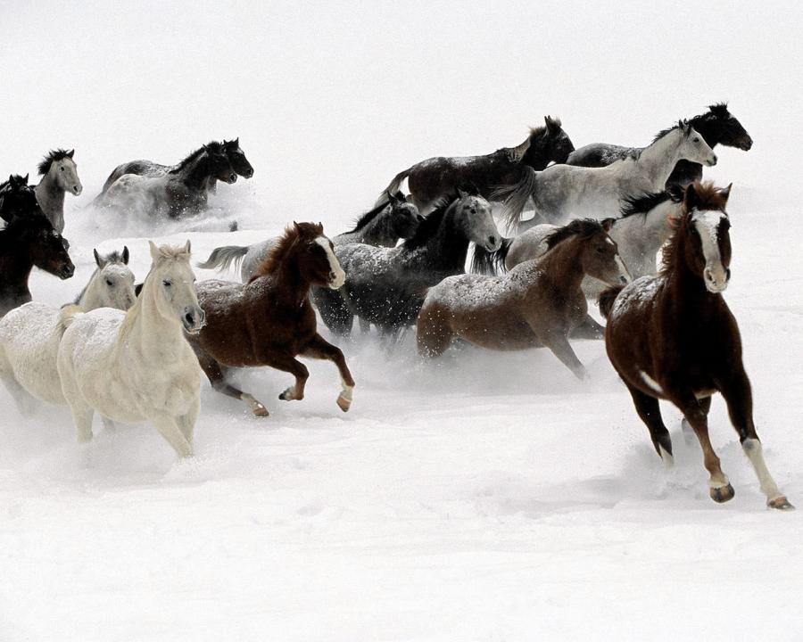 Konji Horses-in-the-snow