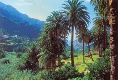 Lo nunca visto ( y lleva siglos asi) Gomera