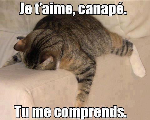 Images sur les chats  Imagedrolechatfb